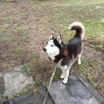 Собаки в добрые руки - Ричард (Ричи) - 3