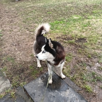 Собаки в добрые руки - Ричард (Ричи) - 4