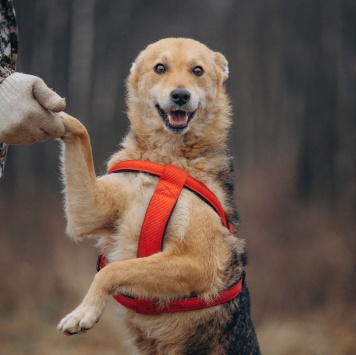 Собаки в добрые руки - Лорда