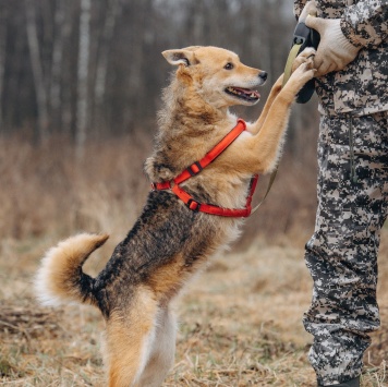 Собаки в добрые руки - Лорда - 1