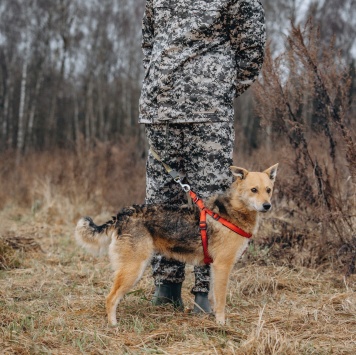 Собаки в добрые руки - Лорда - 2