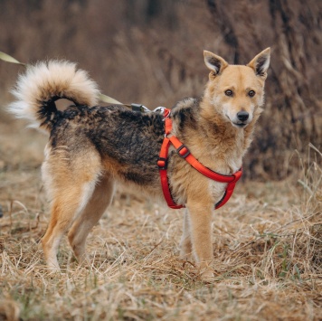 Собаки в добрые руки - Лорда - 3