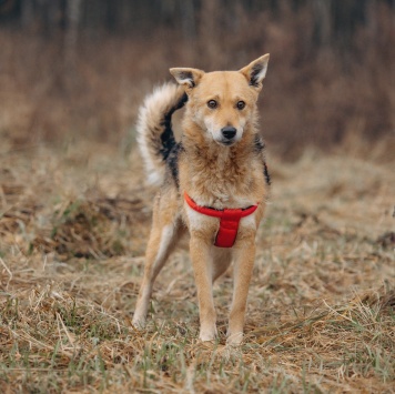 Собаки в добрые руки - Лорда - 4