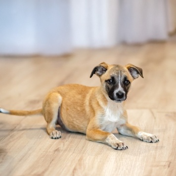 Лизи - Собаки в добрые руки