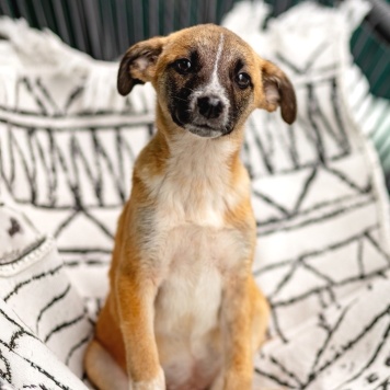 Собаки в добрые руки - Лизи - 1