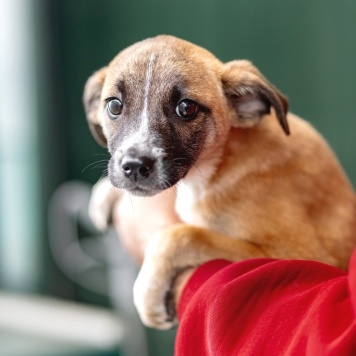 Собаки в добрые руки - Лизи - 2