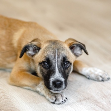 Собаки в добрые руки - Лизи - 3