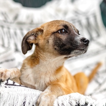 Собаки в добрые руки - Лизи - 4