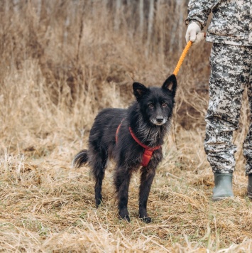 Собаки в добрые руки - Элли