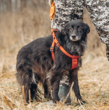 Собаки в добрые руки - Элли - 2