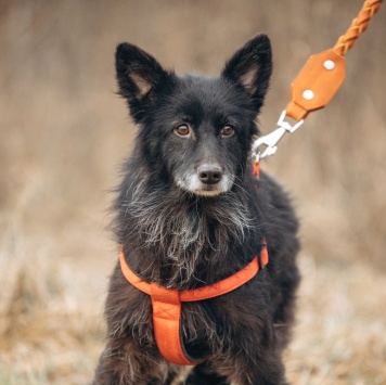 Собаки в добрые руки - Элли - 4