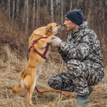 Стич - Собаки в добрые руки