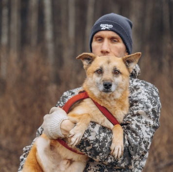 Собаки в добрые руки - Стич - 1