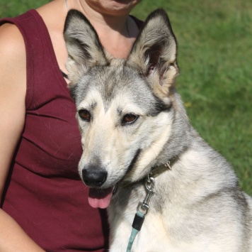 Собаки в добрые руки - Лана