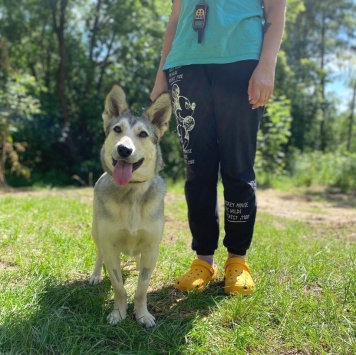 Собаки в добрые руки - Лана - 2