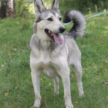 Собаки в добрые руки - Лана - 3