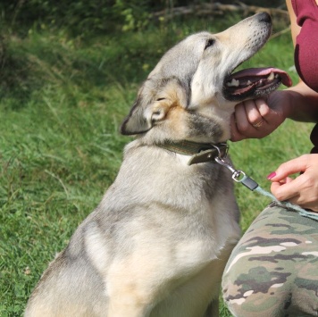 Собаки в добрые руки - Лана - 4