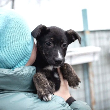 Собаки в добрые руки - Синди - 1