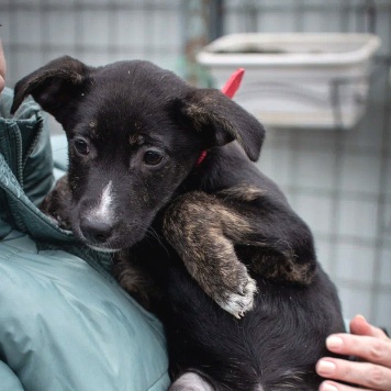 Собаки в добрые руки - Синди - 2