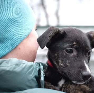 Собаки в добрые руки - Синди - 3