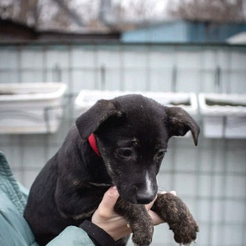 Собаки в добрые руки - Синди - 4