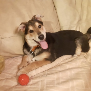 Бруно - Собаки в добрые руки