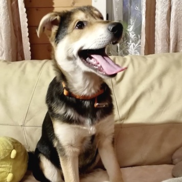 Собаки в добрые руки - Бруно - 1