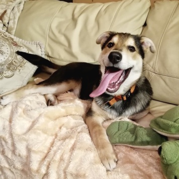 Собаки в добрые руки - Бруно - 2