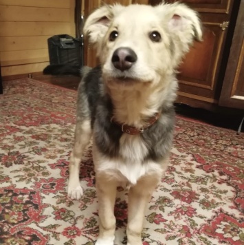 Собаки в добрые руки - Ринго