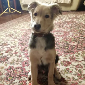 Собаки в добрые руки - Ринго - 1