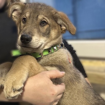 Собаки в добрые руки - Бим