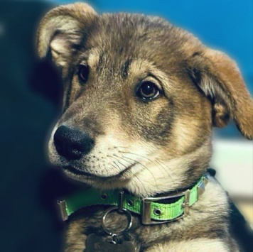 Собаки в добрые руки - Бим - 1