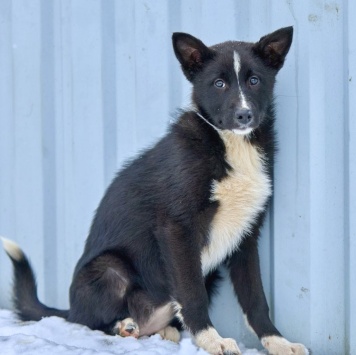 Собаки в добрые руки - Герда
