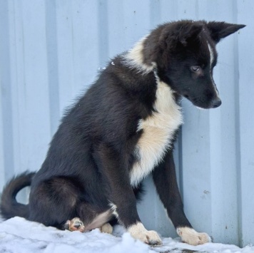 Собаки в добрые руки - Герда - 1