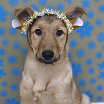 Леди - Собаки в добрые руки