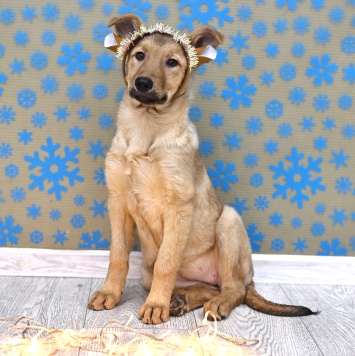 Собаки в добрые руки - Леди - 1