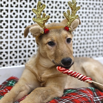 Собаки в добрые руки - Леди - 2