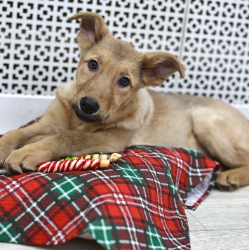 Собаки в добрые руки - Леди - 3