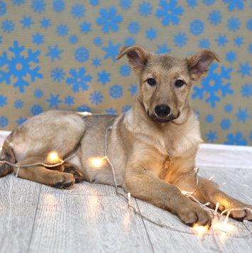 Собаки в добрые руки - Леди - 4