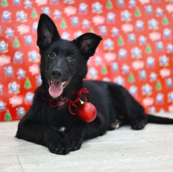 Собаки в добрые руки - Яся