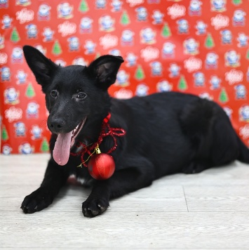 Собаки в добрые руки - Яся - 1