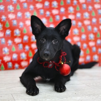 Собаки в добрые руки - Яся - 2