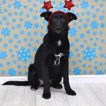 Собаки в добрые руки - Яся - 3