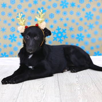 Собаки в добрые руки - Яся - 4