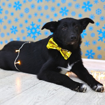 Собаки в добрые руки - Метеор