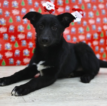 Собаки в добрые руки - Метеор - 1