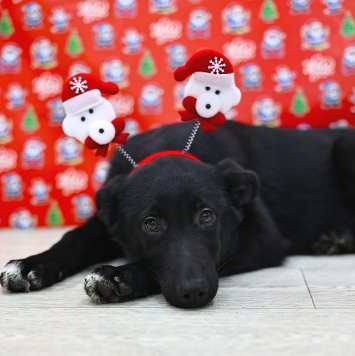 Собаки в добрые руки - Метеор - 2