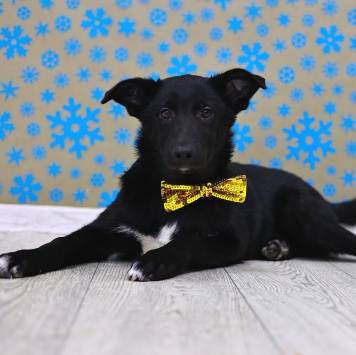 Собаки в добрые руки - Метеор - 3