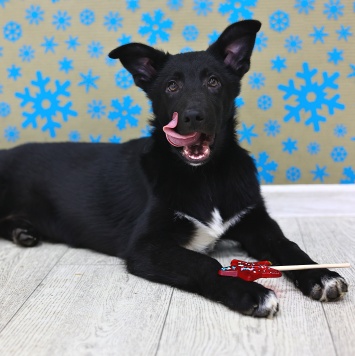 Собаки в добрые руки - Метеор - 4