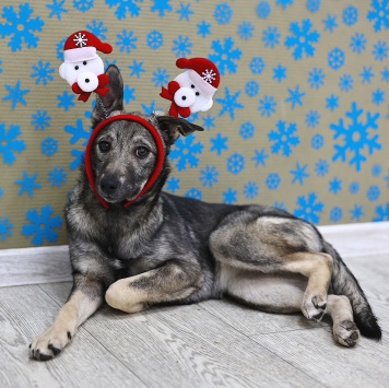 Эля - Собаки в добрые руки